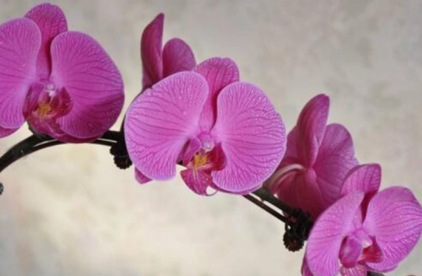 切莖繁殖方法 切莖繁殖方法