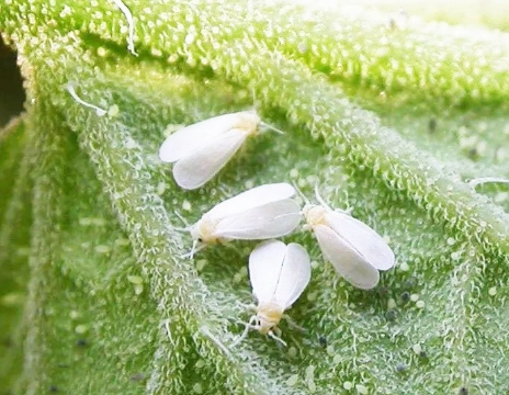 番茄葉子捲曲治療