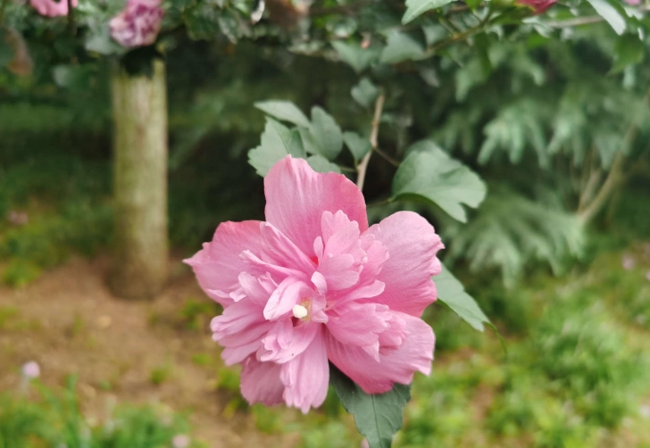 木槿花種植 木槿花種植