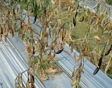 茄子青枯病症狀