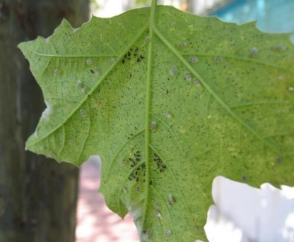 懸鈴木梧桐養護 懸鈴木梧桐養護