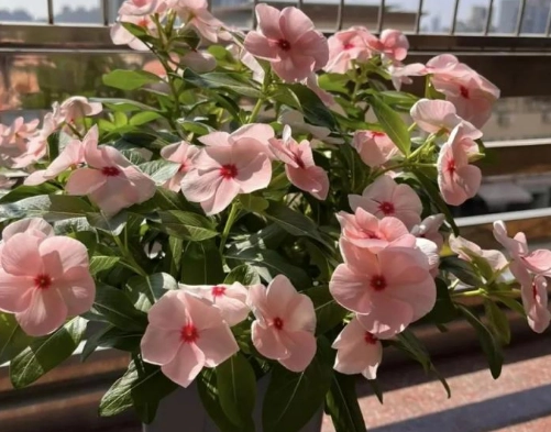 四季開花盆栽推薦