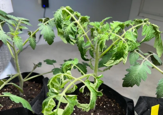 番茄叶子卷曲原因