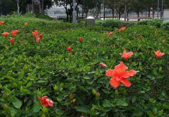 斑葉大紅花 品種