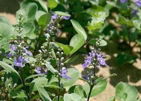 蔓荊子使用注意