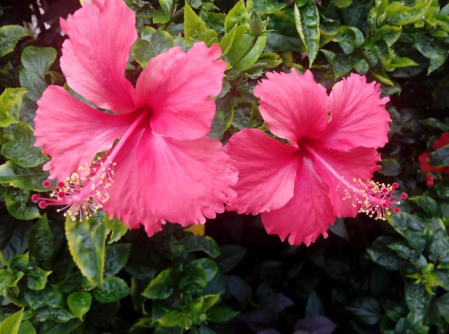 朱槿生長因素 朱槿生長因素