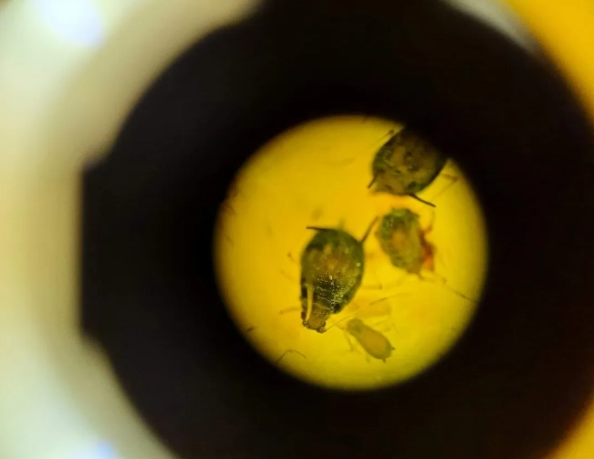 朱槿花害蟲防治