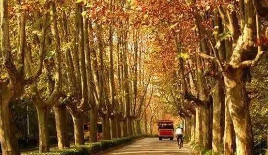 法國梧桐花台灣