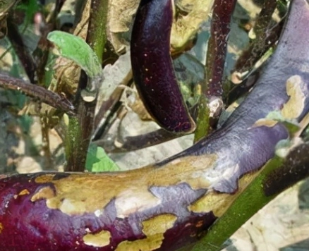 茄子青枯病症狀