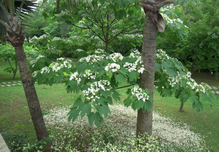 法國梧桐樹 種植