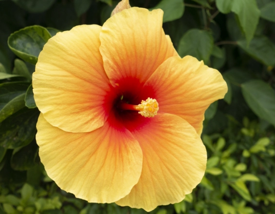 朱槿種植技巧 朱槿種植技巧