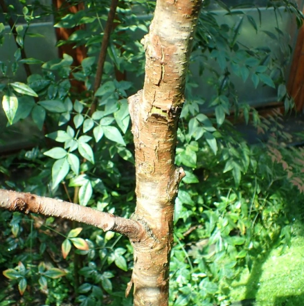 英國梧桐 養護方法