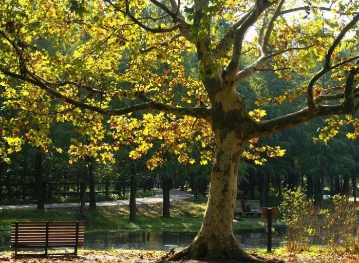 梧桐樹果實用途