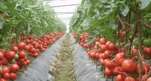 番茄叶子卷曲原因