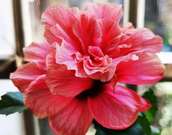 木槿花種植 木槿花種植