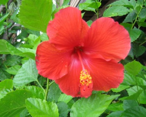 斑葉大紅花 照顧