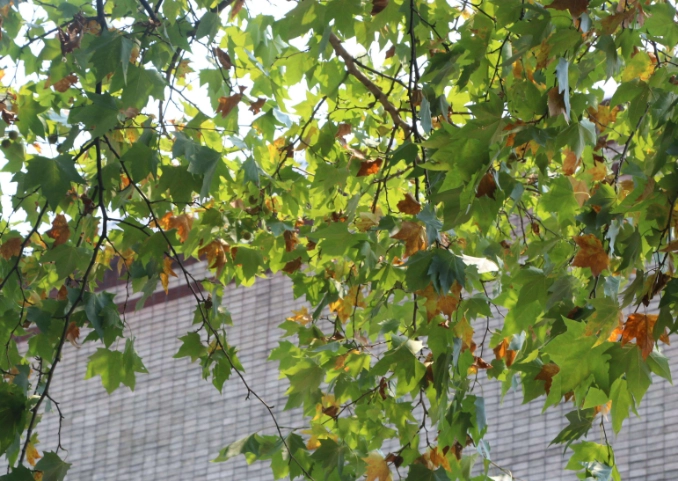 法國梧桐樹 落葉問題