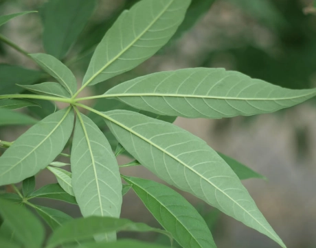 七葉埔姜使用方法