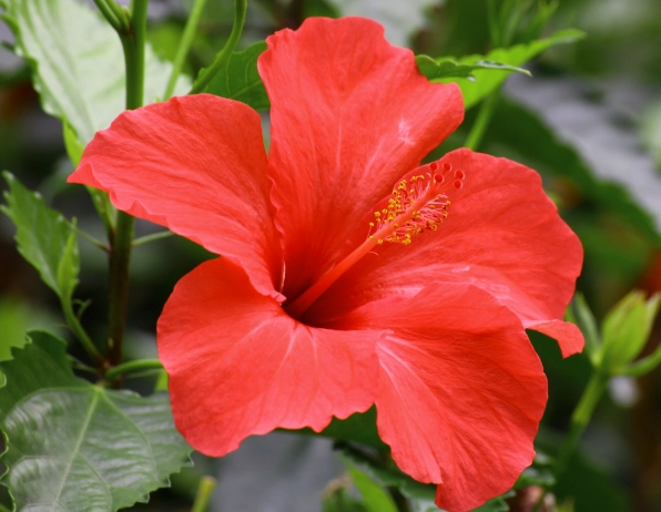 朱槿生長因素 朱槿生長因素