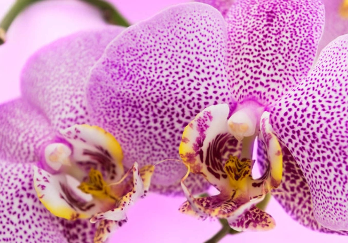 植物繁殖技巧 植物繁殖技巧