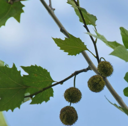 懸鈴木梧桐種植 懸鈴木梧桐種植
