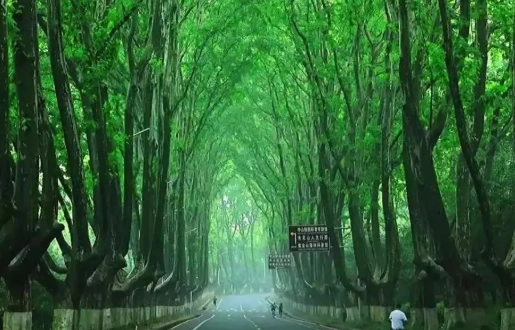 懸鈴木梧桐種植 懸鈴木梧桐種植