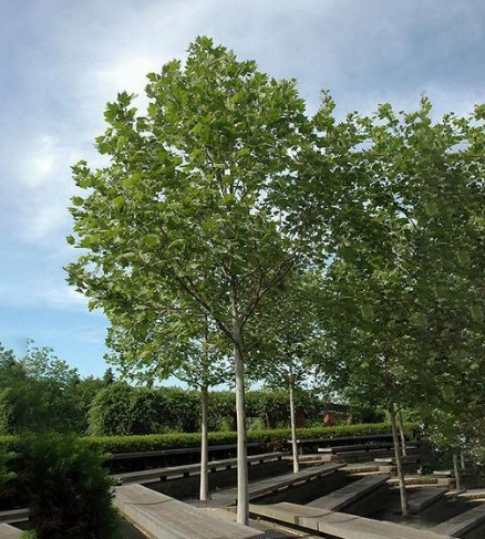 英國梧桐 台灣適應