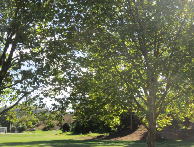 法國梧桐樹 優點