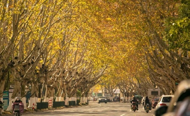 法國梧桐樹 優點