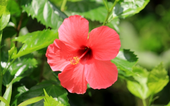 斑葉大紅花 栽培