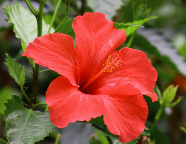 朱槿花害蟲防治