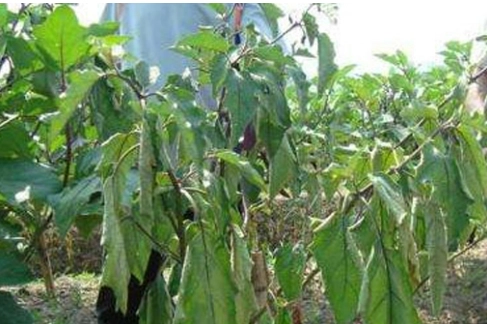 茄子青枯病預防