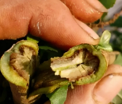 茄子青枯病治療