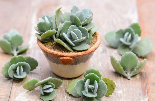 月兔耳徒長處理