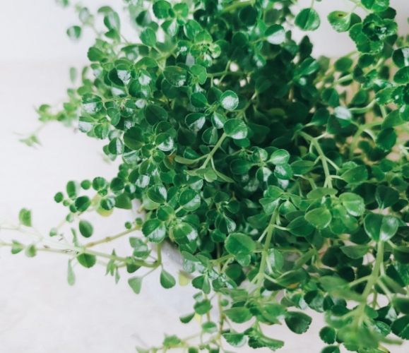 嬰兒淚常見問題