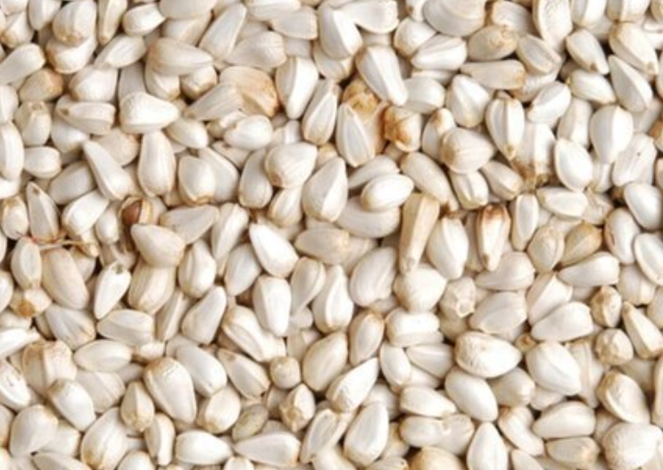 大红花种子 大红花种子