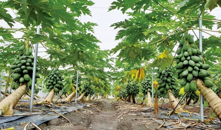 木瓜子種植方法