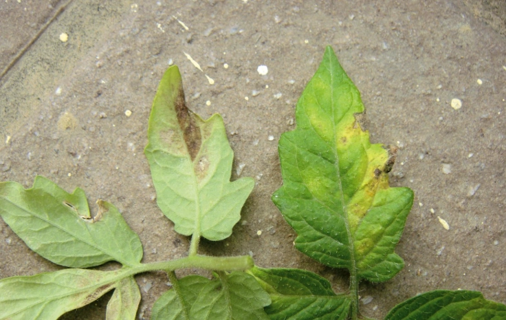 番茄黑斑病防治