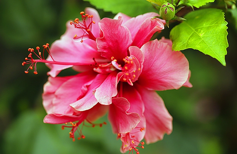 扶桑花繁殖方法