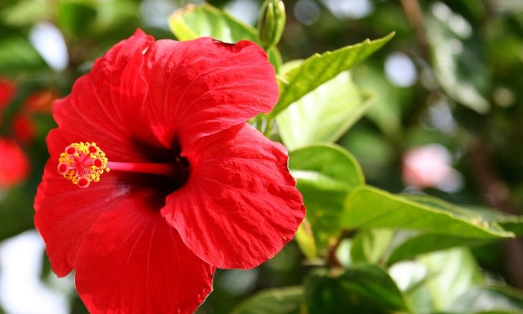 大红花种子 大红花种子
