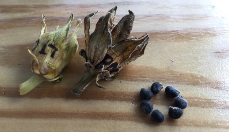 扶桑花繁殖方法