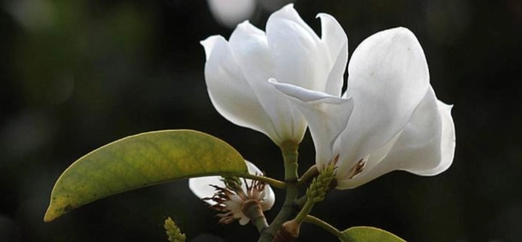 含笑花種植方法