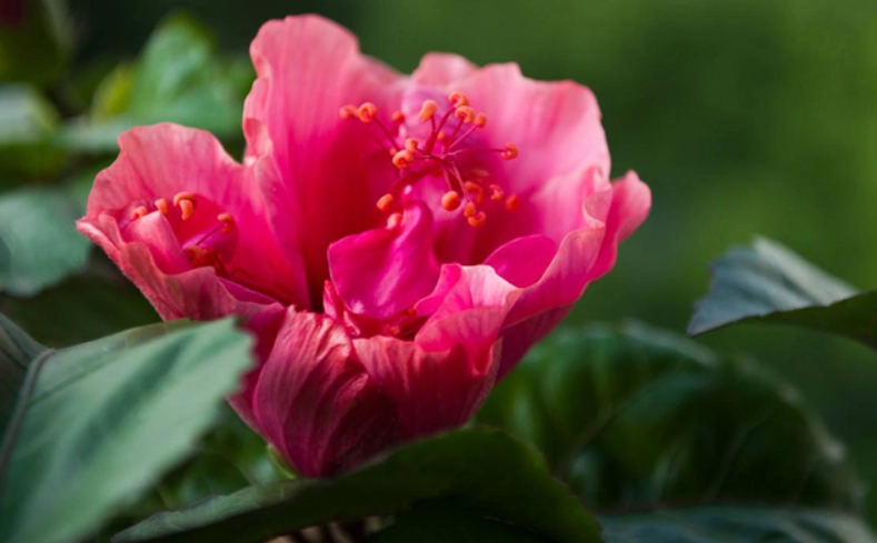 扶桑花繁殖方法