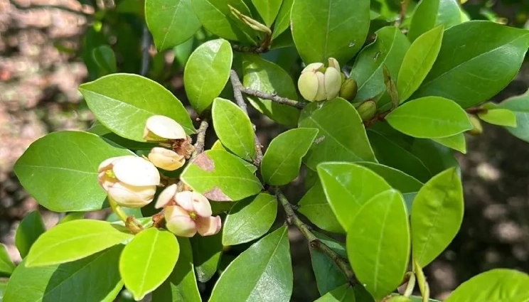 含笑花修剪時間