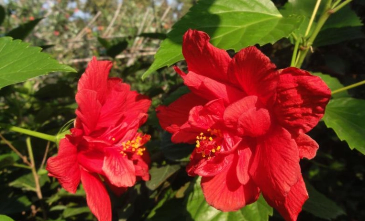 大红花种子 大红花种子