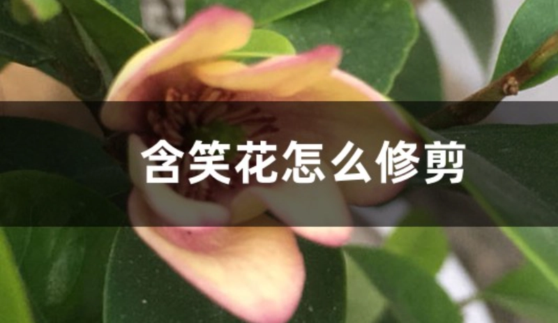 含笑花修剪方法