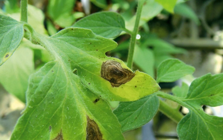 番茄黑斑病症狀
