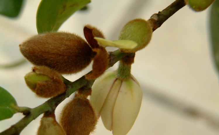 含笑花種植方法