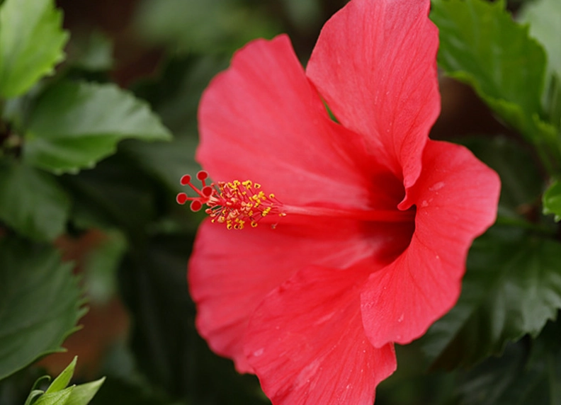 扶桑花繁殖方法