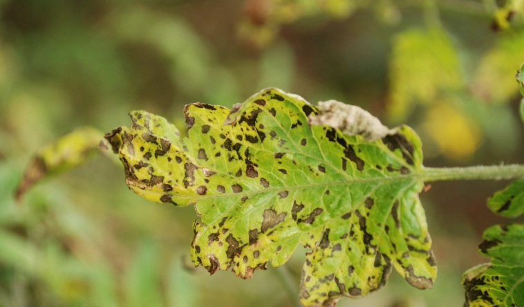番茄黑斑病治療